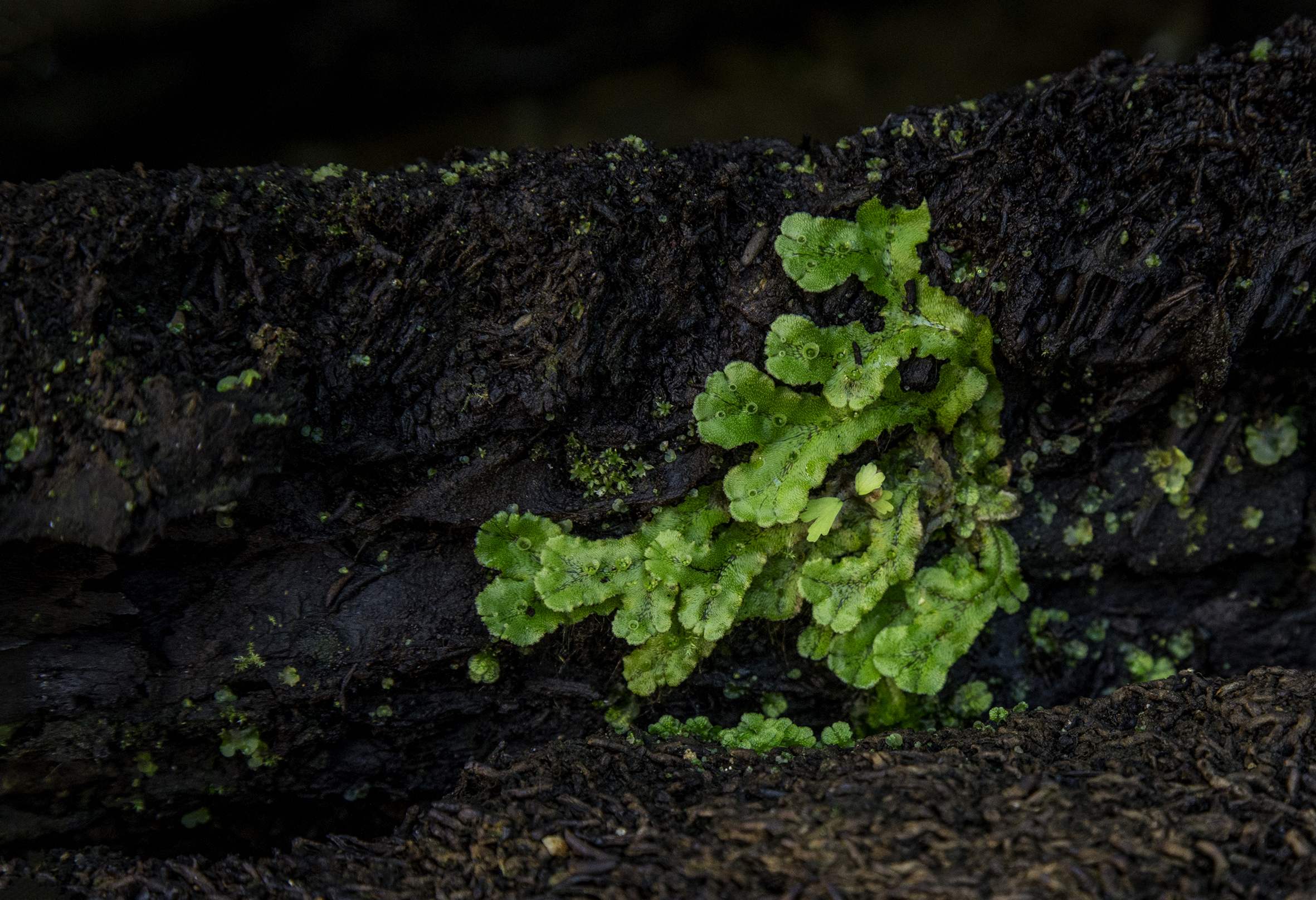 Marchantia polymorpha